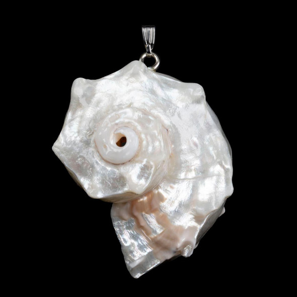 Cherry Tree Beads Conch White Shell Approx. 30x36mm Pendant - 1 per bag 