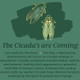 Cicada's are Coming!