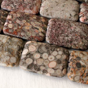 Fossilized Shell Jasper Fossilized Shell Jasper