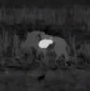 Thermal Targets - Wild Boar