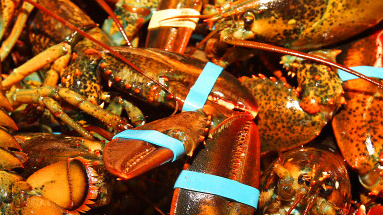 Pricing Lessons from New England's Lobster Glut ^ H00986