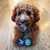 Set of 3 Chanukah Dog Tennis Balls