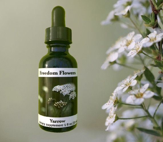 Yarrow Flower Essence Freedom Flowers LLC