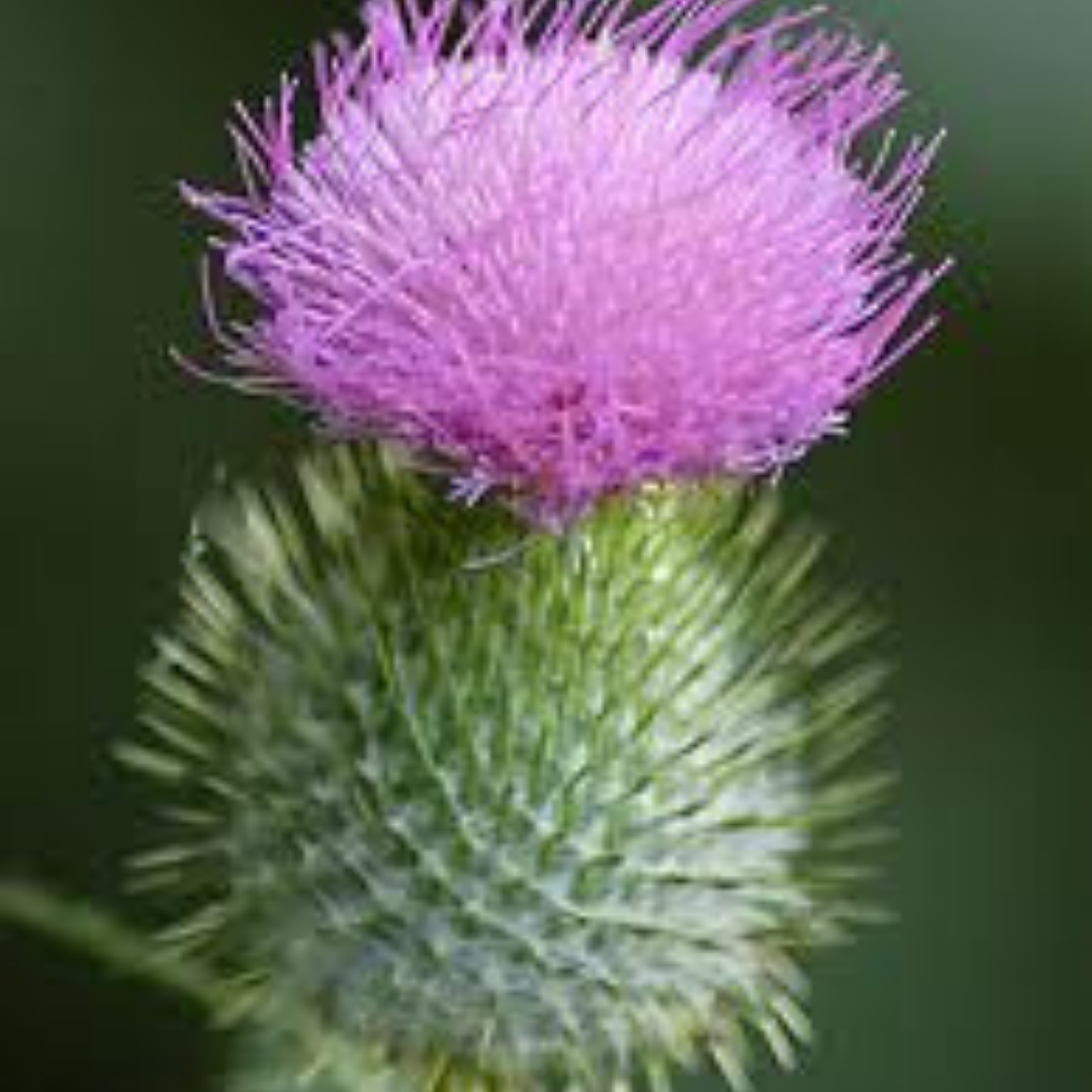 Flower essences for grief and loss