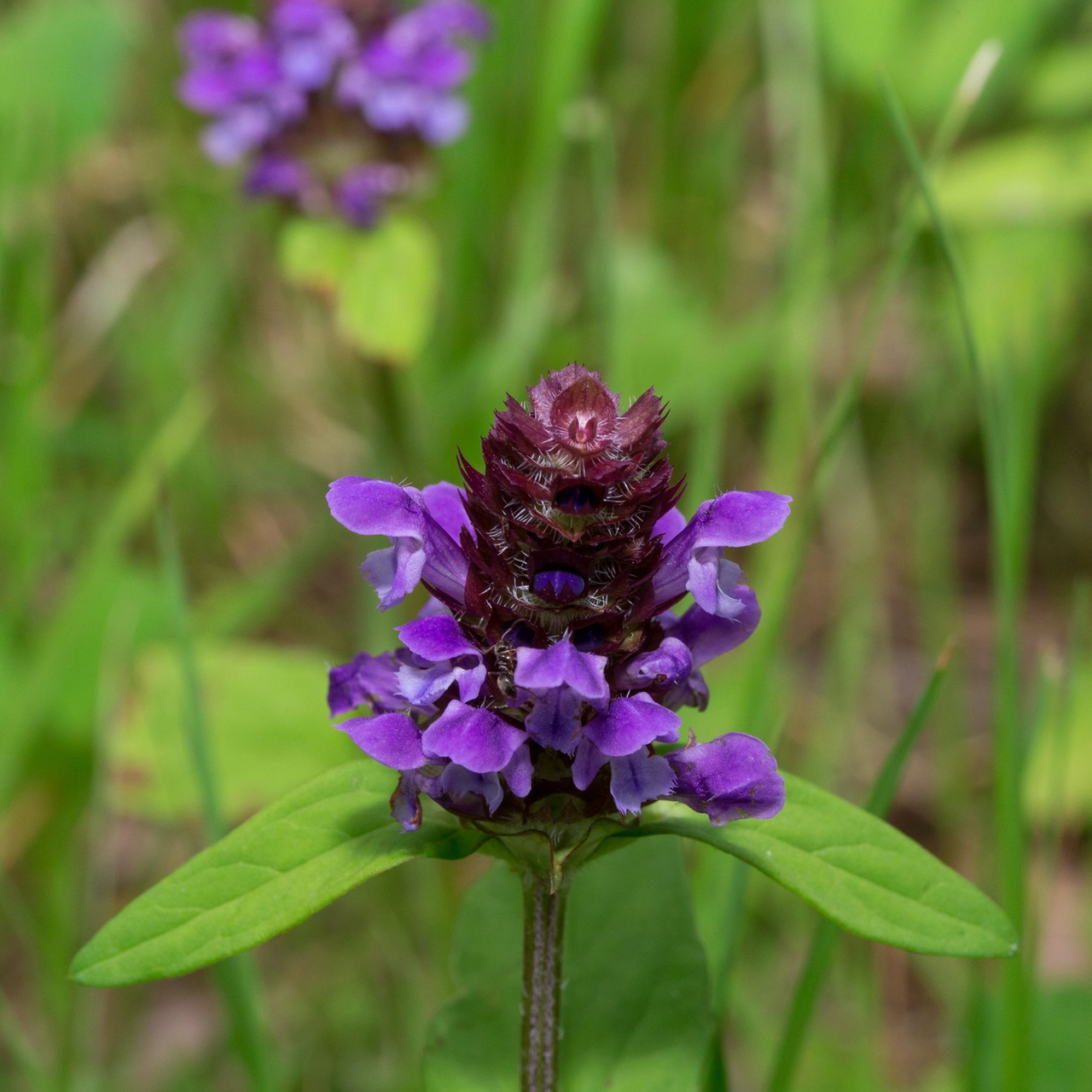SelfHeal Flower Essence Freedom Flowers® LLC