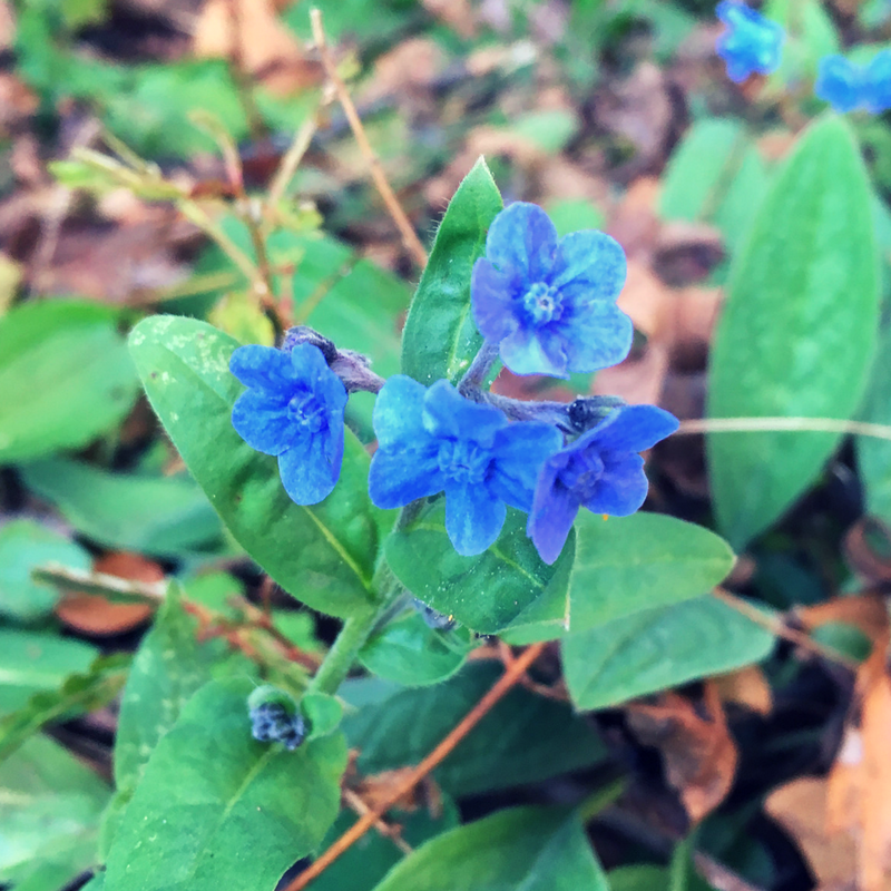 Chinese Me Not Flower Essence (Research) Freedom Flowers® LLC