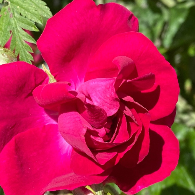 Dr Huey Rose Flower Essence (Research) Freedom Flowers® LLC