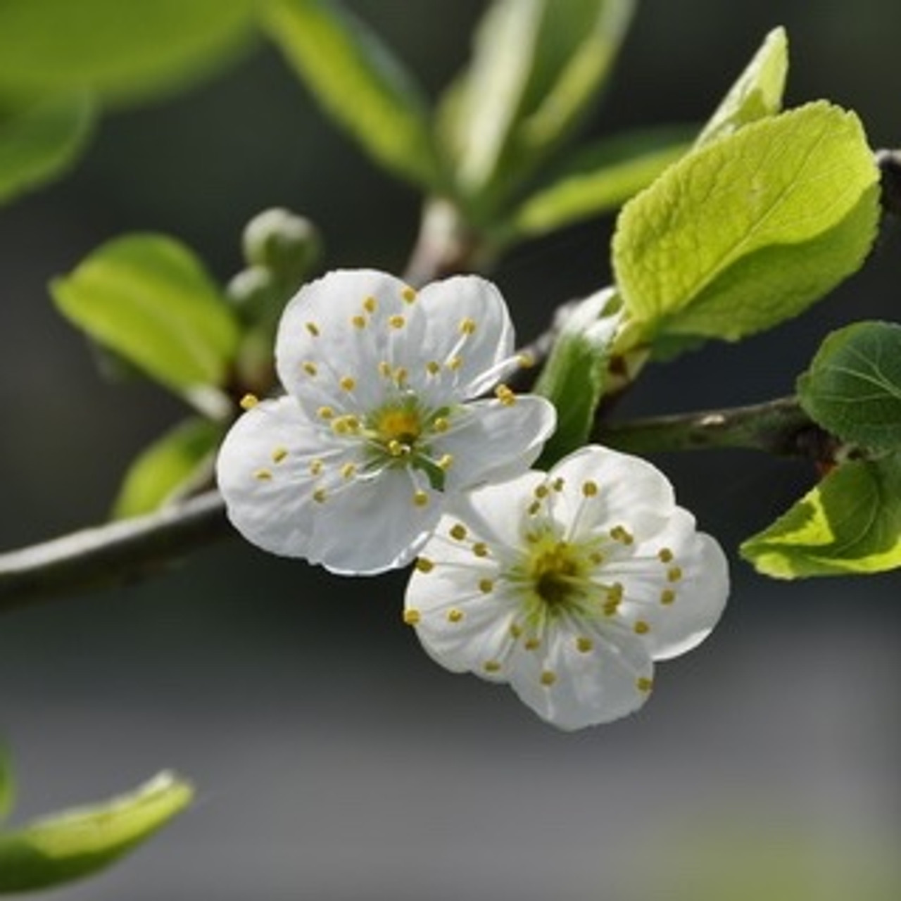 Cherry Blossom Flower Essence for Optimism and Potential – Medusa