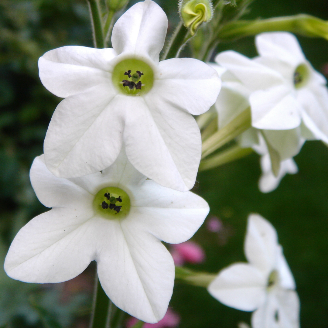 tobacco flower essence Nicotiana Flower Essence: Numbing Out via Repetition