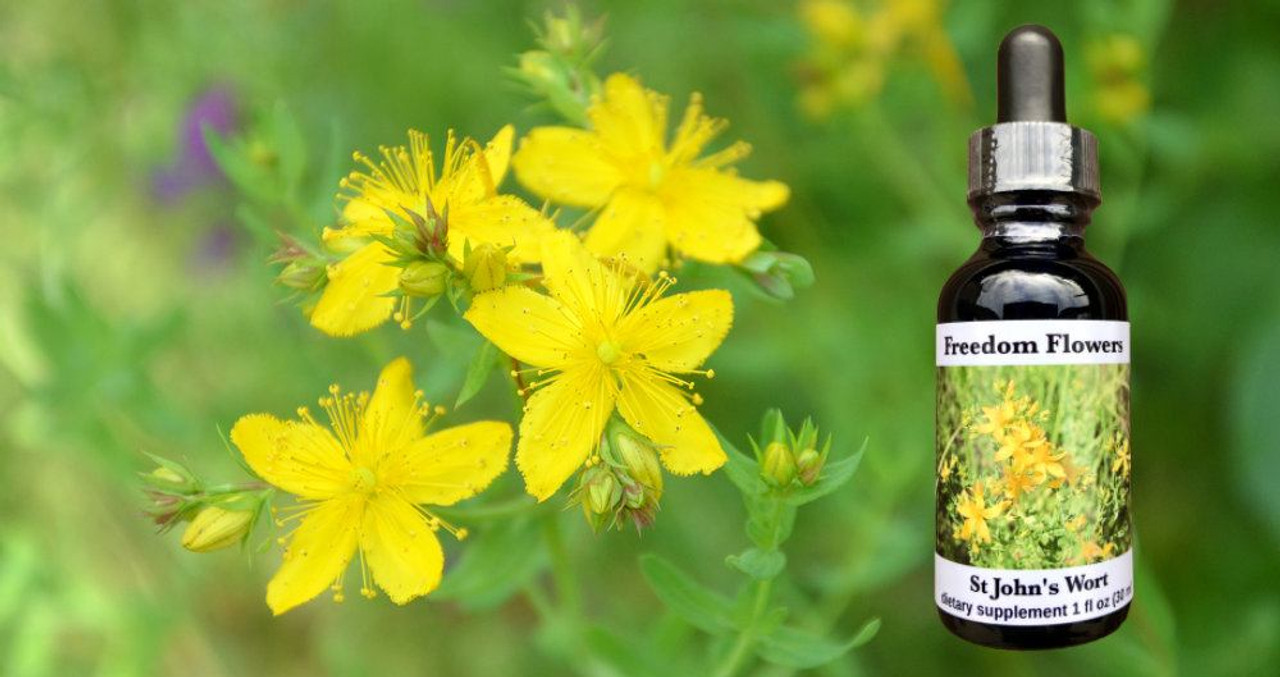 St. John\'s Wort Freedom - Flower Flowers® LLC Essence