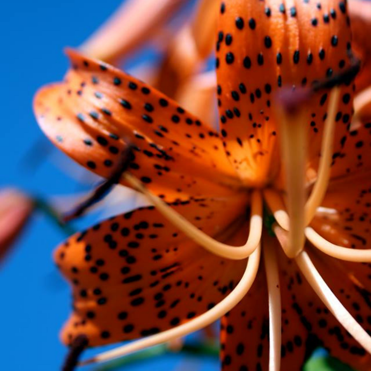 blue tiger lily flowers