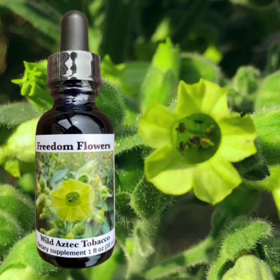 wild-aztec-tobacco-