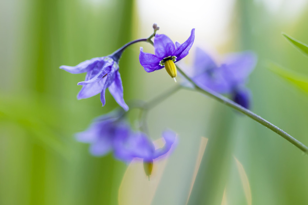 Iris Flower Essence - Freedom Flowers® LLC