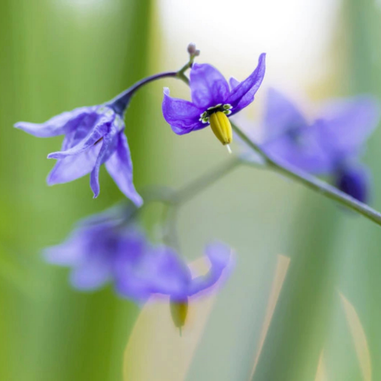 Iris Flower Essence - Freedom Flowers® LLC