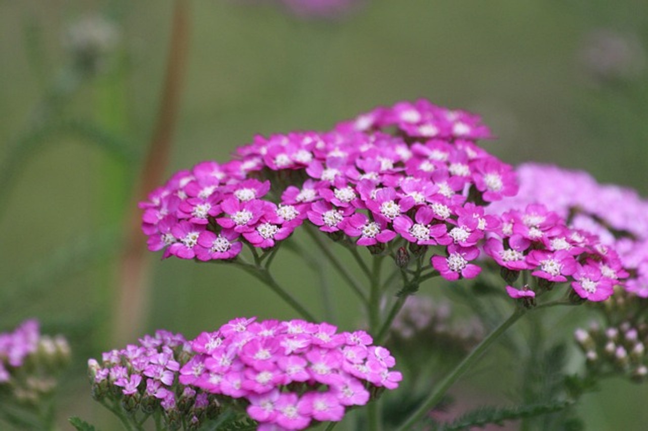 Pink Yarrow Flower Essence