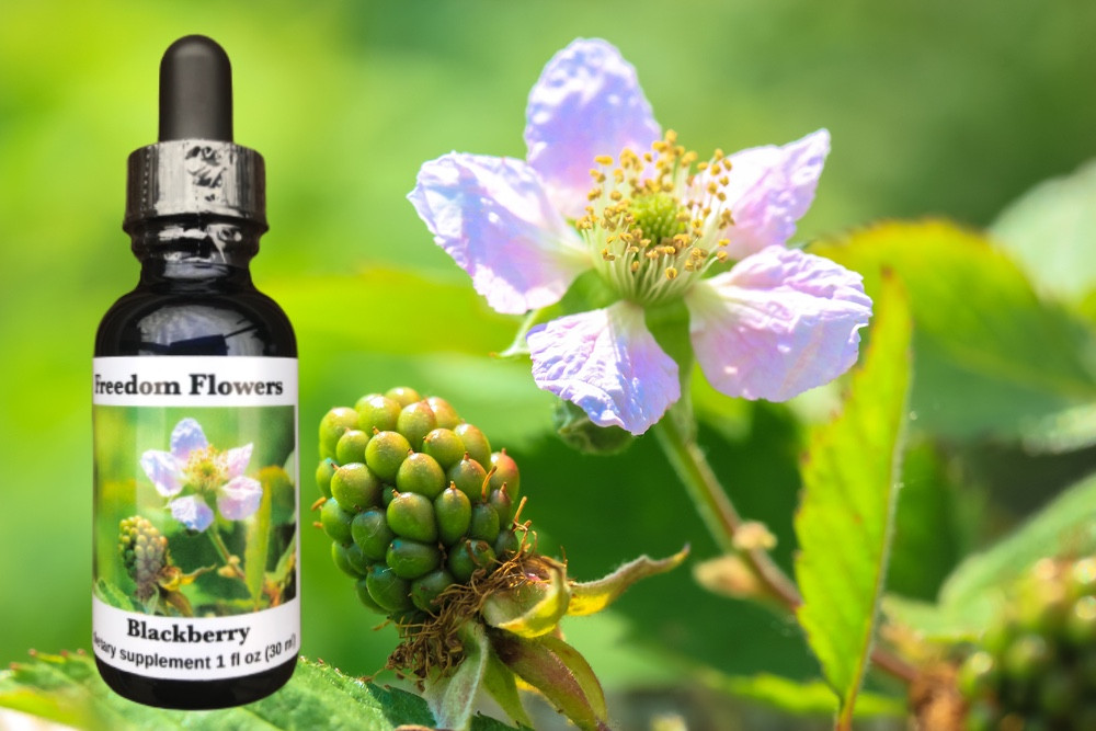 Blackberry Flower Essence Freedom Flowers® LLC