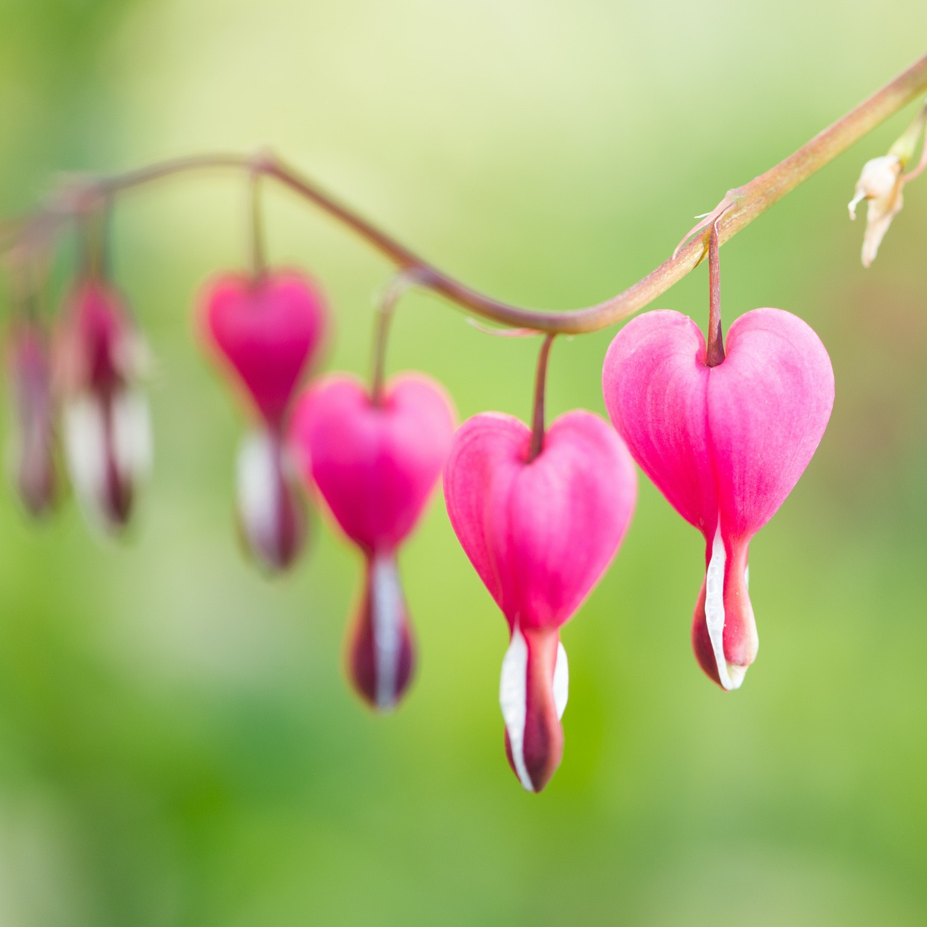 Bleeding Heart Flower Essence Freedom Flowers® LLC