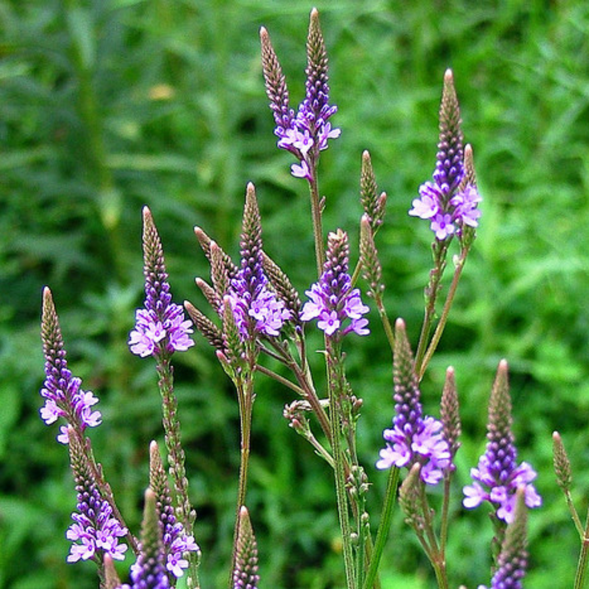 Blue Vervain Flower Essence Freedom Flowers® LLC
