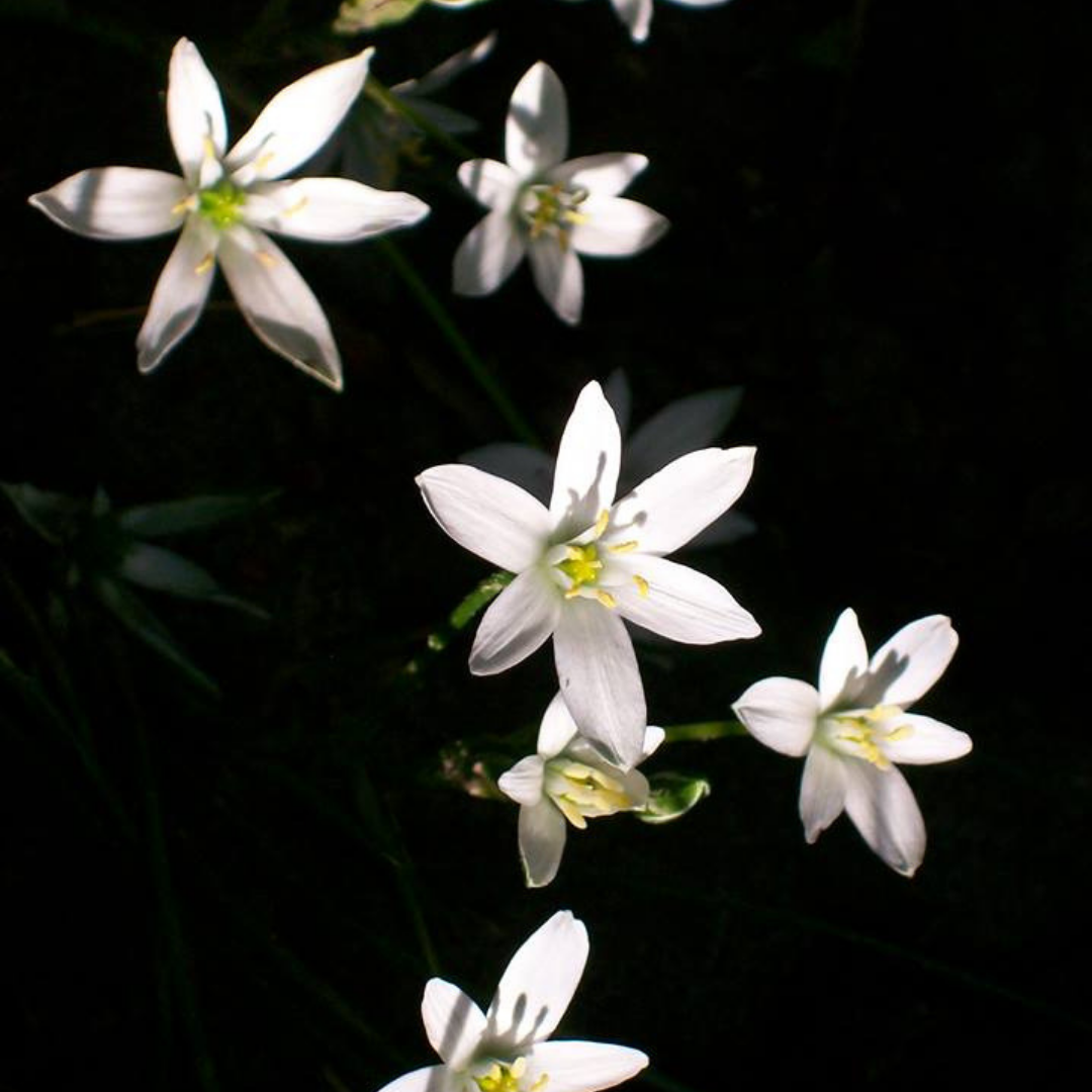 Star of Bethlehem Flower Essence Freedom Flowers® LLC