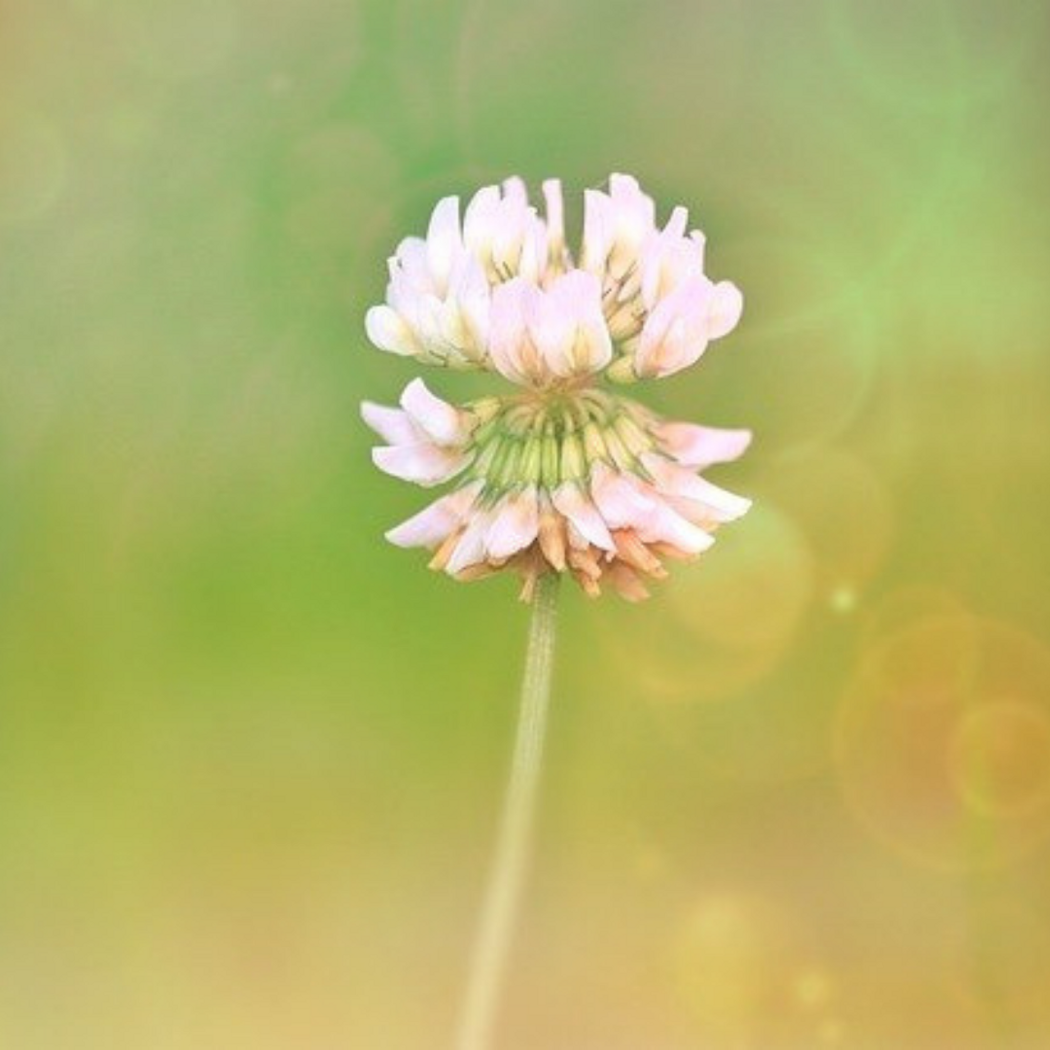 Wallpaper Clover flower Free Get Wallpaper Clover flower Desktop Wallpaper