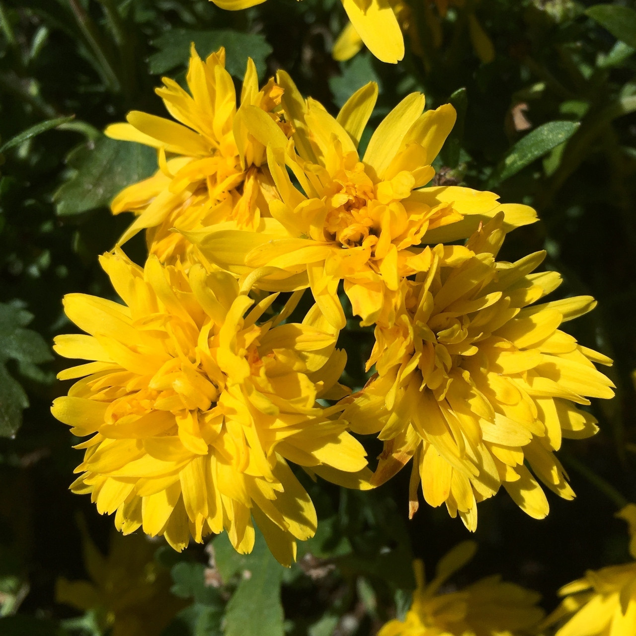 Yellow Chrysanthemum Flower Essence