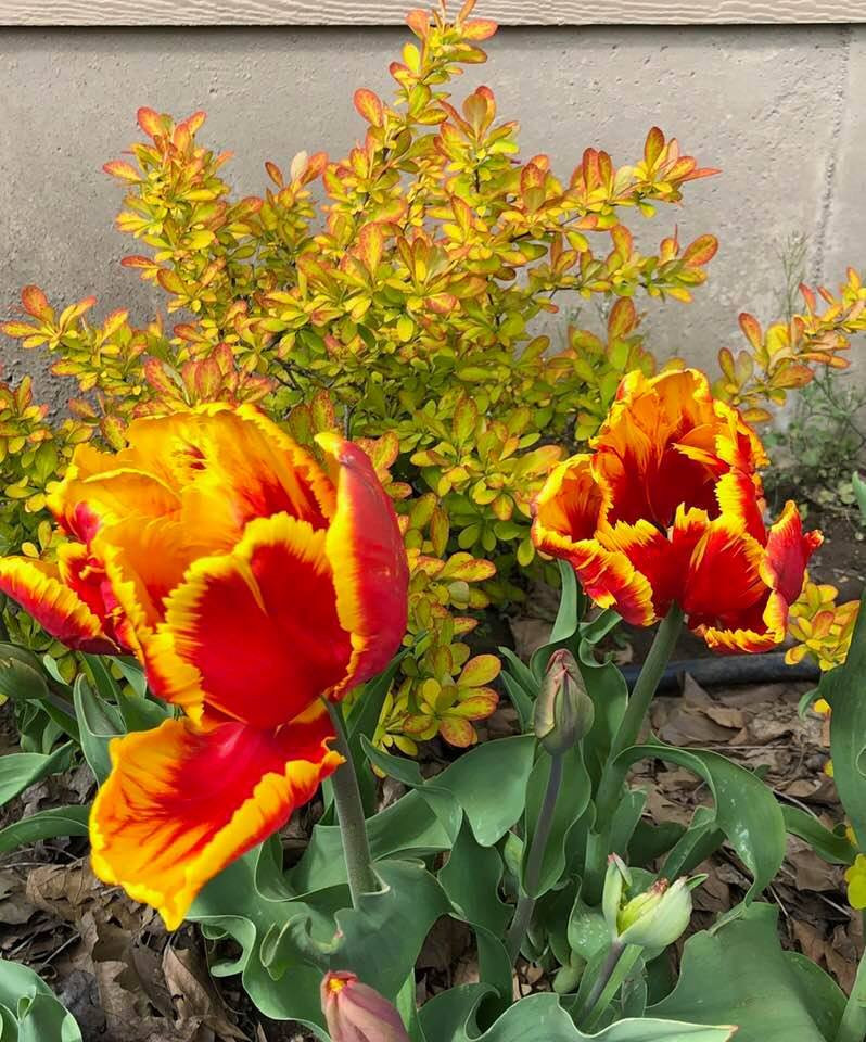 Parrot Tulip Flower Essence Freedom Flowers® LLC