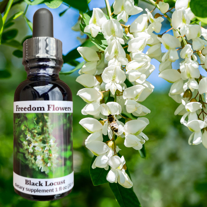 Black Locust Flower Essence Freedom Flowers® LLC