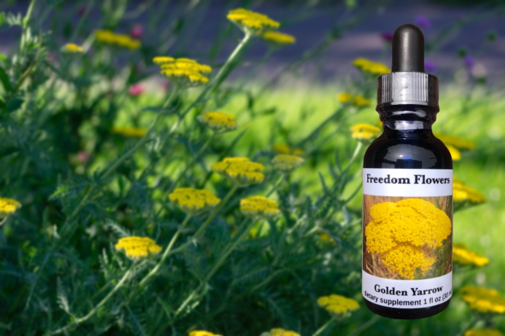 Golden Yarrow Flower Essence Freedom Flowers® LLC