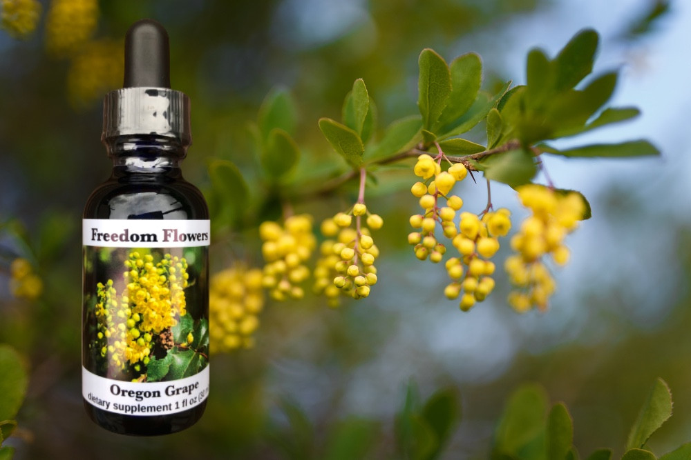 Oregon Grape Flower Essence Freedom Flowers® LLC