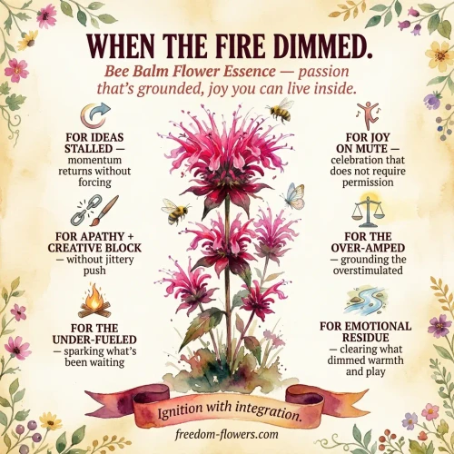 Watercolor Instagram graphic on a warm cream ground with a floral vine border. A tall magenta-pink bee balm (bergamot) plant with spiky, shaggy blooms rises up the center, visited by bees and a butterfly. Headline: "When the Fire Dimmed. Bee Balm Flower Essence — passion that's grounded, joy you can live inside." Six captions with icons, three down each side: "For ideas stalled — momentum returns without forcing" (refresh arrow); "For apathy + creative block — without jittery push" (broken chain and paintbrush); "For the under-fueled — sparking what's been waiting" (campfire); "For joy on mute — celebration that does not require permission" (dancing figure); "For the over-amped — grounding the overstimulated" (balance scale); and "For emotional residue — clearing what dimmed warmth and play" (flowing stream). A ribbon banner at the bottom reads "Ignition with integration." Footer: freedom-flowers.com.