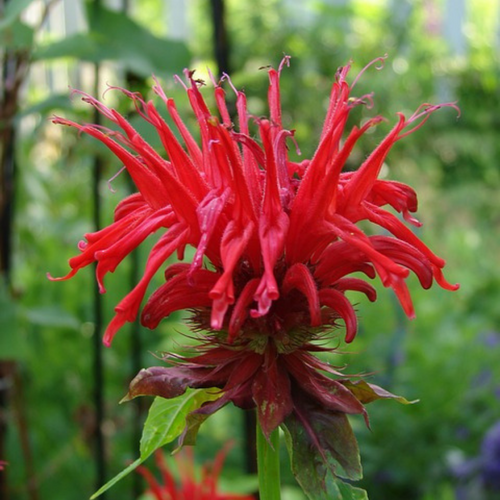 Red monarda flower