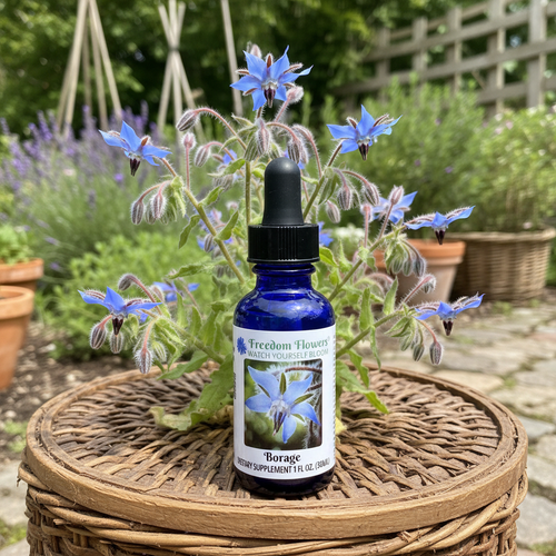 Borage flower essence bottle on wicker basket in a container garden with borage blooming behind it. 