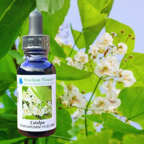 Catalpa blooms with essence bottle