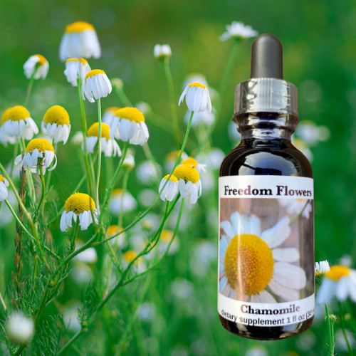 Chamomile flower essence bottle with wild chamomile flowers in background