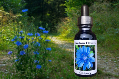 Chicory flowers with essence bottle