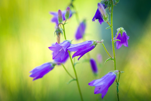 Harebell Flower 