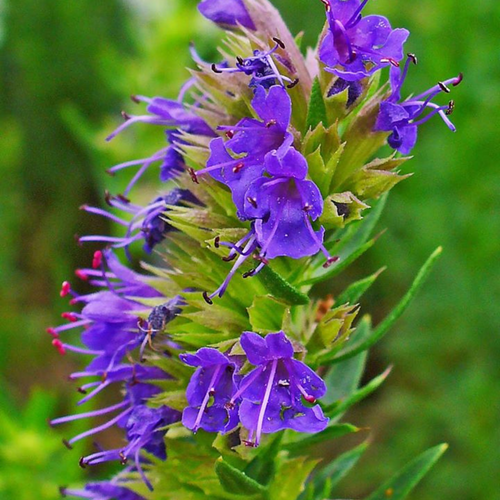 Purple Hyssop flower closeup.