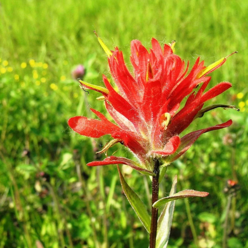 Single red Indian Paintbrush Flower in a green meadow