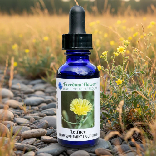 Bottle of Lettuce flower essence sitting on small stones with wild lettuce blooming around it. 