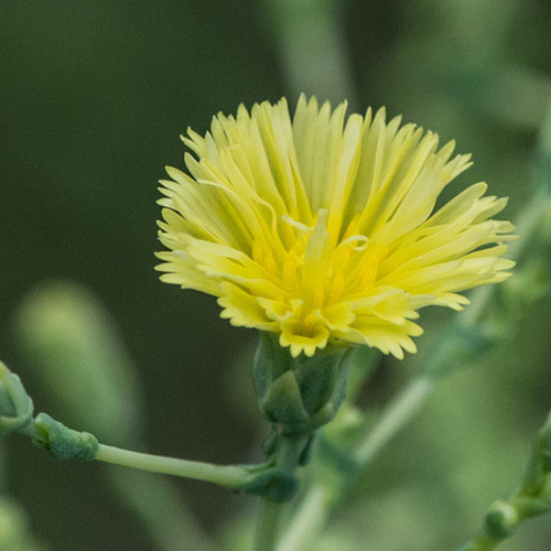 Close-up of wild Lettuce (Lactuca virosa) in bloom, the botanical source of Lettuce Flower Essence — the plant whose biennial holding pattern carries the essence's medicine.