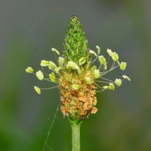 Close up shot of  Plantain flower 
