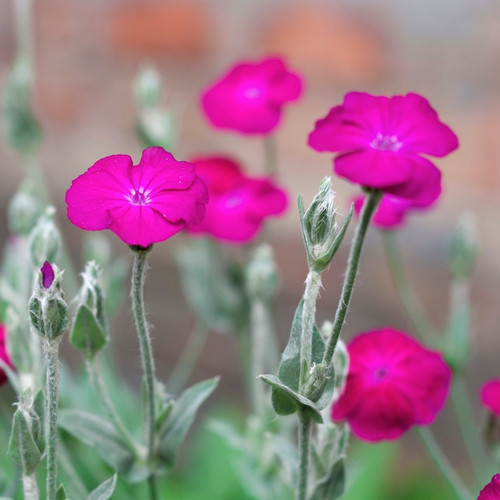 Rose Campion (Lychnis coronaria) flowers in bloom, the source of the Rose Campion flower essence