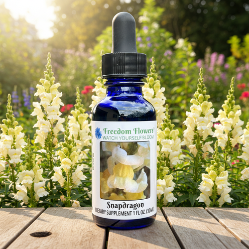 Snapdragon flower essence bottle with masses of yellow snapdragons in the back, all backlit by morning sun.