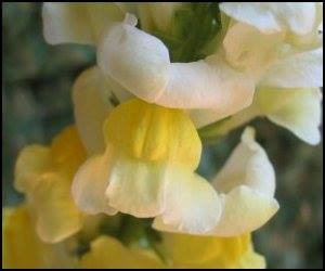 yellow snapdragon closeup