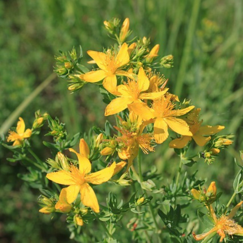 St. John's Wort Flower