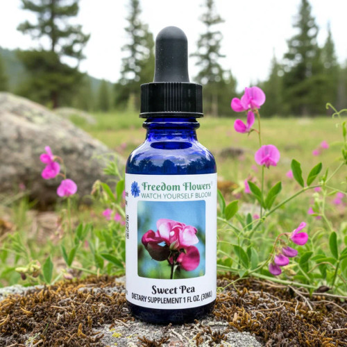 Bottle of Sweet Pea flower essence sitting on mossy rock in meadow with sweet peas and pine trees in background.