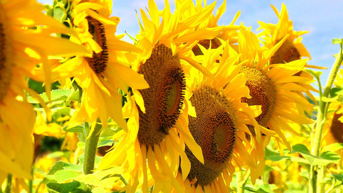 Wild sunflower in full bloom