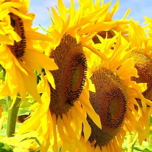 Close-up of a sunflower bloom