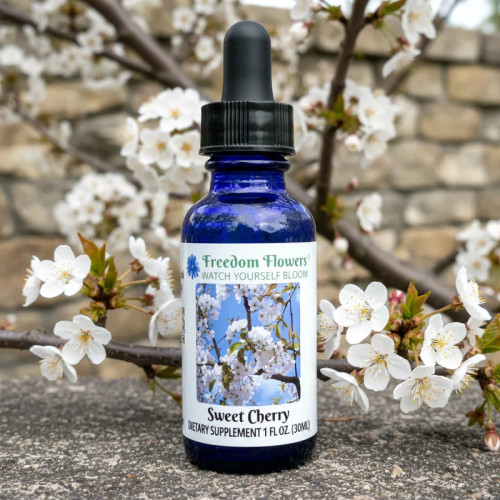 Bottle of Sweet Cherry flower essence with blooming branch in background.
