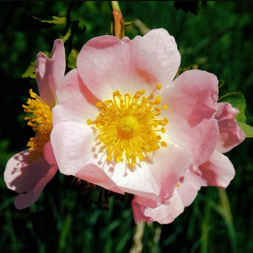 Cropped Wild Rose flower